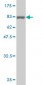 AKT1 Antibody (monoclonal) (M08)