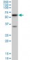 AKT1 Antibody (monoclonal) (M08)