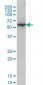 AKT1 Antibody (monoclonal) (M08)