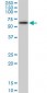 AKT1 Antibody (monoclonal) (M08)