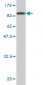 AKT1 Antibody (monoclonal) (M09)