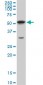 AKT1 Antibody (monoclonal) (M09)