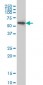 AKT1 Antibody (monoclonal) (M09)