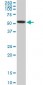 AKT1 Antibody (monoclonal) (M09)