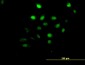 AKT1 Antibody (monoclonal) (M09)