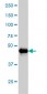 AKT2 Antibody (monoclonal) (M01)