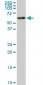 AKT2 Antibody (monoclonal) (M03)