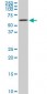 AKT2 Antibody (monoclonal) (M03)