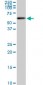 AKT2 Antibody (monoclonal) (M03)