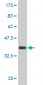 AKT2 Antibody (monoclonal) (M05)