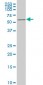 AKT2 Antibody (monoclonal) (M05)