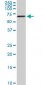 AKT2 Antibody (monoclonal) (M05)