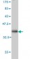 AKT3 Antibody (monoclonal) (M02)