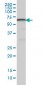 AKT3 Antibody (monoclonal) (M02)