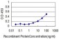 ALB Antibody (monoclonal) (M01)