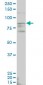 ALDH18A1 Antibody (monoclonal) (M01)