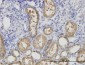 ALDH1L1 Antibody (monoclonal) (M01)