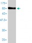 ALDH4A1 Antibody (monoclonal) (M01)