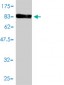 ALDH4A1 Antibody (monoclonal) (M01)