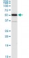 ALDH4A1 Antibody (monoclonal) (M01)