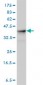 ALDOA Antibody (monoclonal) (M01)