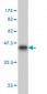 ALF Antibody (monoclonal) (M04)