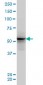 ALF Antibody (monoclonal) (M04)