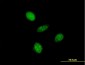 ALF Antibody (monoclonal) (M05)