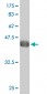 ALF Antibody (monoclonal) (M05)