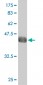 ALF Antibody (monoclonal) (M05)