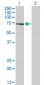 ALF Antibody (monoclonal) (M05)