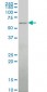 ALG6 Antibody (monoclonal) (M09)