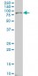 ALOX15 Antibody (monoclonal) (M04)