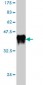 ALS2 Antibody (monoclonal) (M01)