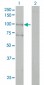 ALS2 Antibody (monoclonal) (M01)