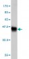 ALS2CR8 Antibody (monoclonal) (M01)