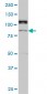ALS2CR8 Antibody (monoclonal) (M01)