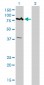 ALS2CR8 Antibody (monoclonal) (M01)