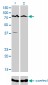 ALS2CR8 Antibody (monoclonal) (M01)