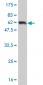 AMBP Antibody (monoclonal) (M01)