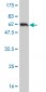 AMBP Antibody (monoclonal) (M01)