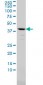 AMBP Antibody (monoclonal) (M01)