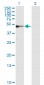 AMBP Antibody (monoclonal) (M01)