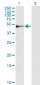 AMBP Antibody (monoclonal) (M01)