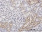 AMBP Antibody (monoclonal) (M12)