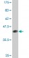 AMBP Antibody (monoclonal) (M12)