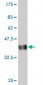 AMPD2 Antibody (monoclonal) (M01)