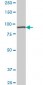 AMPD2 Antibody (monoclonal) (M01)