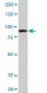 AMPD2 Antibody (monoclonal) (M01)