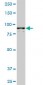 AMPD2 Antibody (monoclonal) (M01)